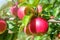 Red Ripe ApplesÂ in Orchard,Â Apple Tree